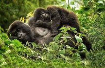 1 Day Rwanda Gorilla Trekking Tour In The Volcanoes National Park