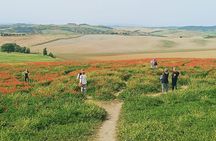 VIP Brunello Montalcino, Montepulciano & Val d'Orcia with Lunch 
