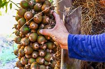 Private 4 hour Hiking Adventure + Breakfast in Nogalito Ecopark