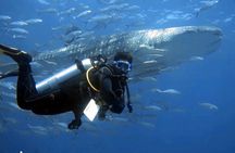 Scuba Diving Trips to Dimaniyat Islands 