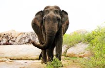 Private 8 Days Tour in Sri Lanka with Transfer and Accommodation