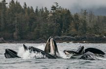 2-Hour Marine Wildlife Tour in Sitka