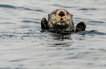 2-Hour Marine Wildlife Tour in Sitka