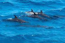 Full-Day Experience with Dolphins and Snorkeling in Red Sea