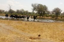 Elephant Trail Moremi Day Tour