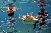 Harbour Lights-Chair &Turtle Shipwreck Snorkel Tour(10:30-1:30pm)