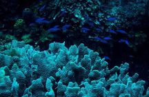 Guided Night Snorkeling in Roatan
