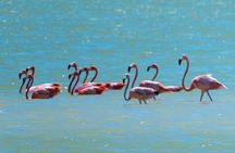 Las Coloradas & Río Lagartos with boat & Lunch from Mérida