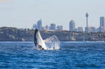 Whale Watching Sydney 2-Hour Express Cruise