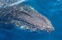 Whale Watching Sydney 2-Hour Express Cruise