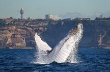 Whale Watching Sydney 2-Hour Express Cruise