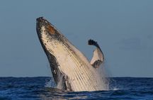 Whale Watching Sydney 2-Hour Express Cruise