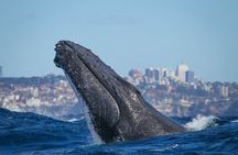 Whale Watching Sydney 2-Hour Express Cruise