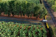 Taste the Atherton Tablelands Food & Wine Tour from Port Douglas