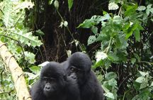 3 Days Bwindi Gorilla Trekking with a Domestic Flight