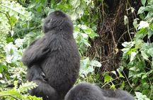 3 Days Bwindi Gorilla Trekking with a Domestic Flight