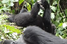3 Days Bwindi Gorilla Trekking with a Domestic Flight