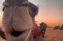 Private 1-Hour Camel Ride in Marrakech with Sunset and Tea pause