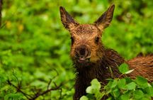 Island Park, Idaho Waterfalls and Wildlife 