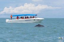Whale Watching at the Marino Ballena National Park 