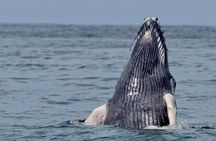 Whale Watching at the Marino Ballena National Park 