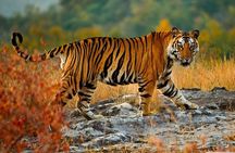 Private Taj Mahal & Ranthambore Wildlife Safari Tour from Delhi