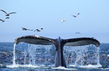 1.5 Hour Whale Watching Cruise With Transportation