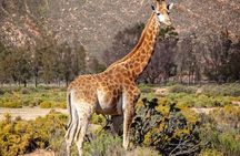 Big Five Safari Experience Near Cape Town ,South Africa