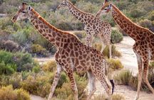 Big Five Safari Experience Near Cape Town ,South Africa