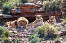 Big Five Safari Experience Near Cape Town ,South Africa
