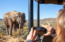Big Five Safari Experience Near Cape Town ,South Africa