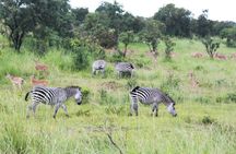 2-Days Mikumi National Park Budget Safari