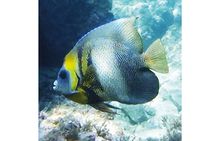 Snorkeling San Carlos with a Marine Biologist