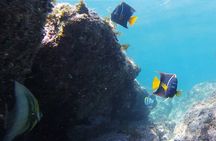 Snorkeling San Carlos with a Marine Biologist