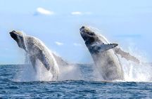 Whale Watching & Snorkeling Private Yacht Tour Cabo with Food & Drinks