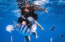 Want to escape? Treat yourself to a snorkeling session in Tahiti!