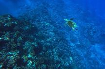 Want to escape? Treat yourself to a snorkeling session in Tahiti!