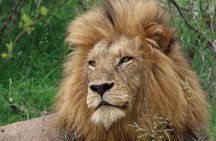 Full-Day Guided Tour in the Kruger National Park