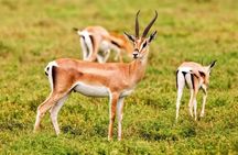  Agadir National Park & 4×4 Jeep Desert Safari Tour with Lunch