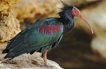Wild National Park & Sahara Desert including Couscous & Tajine