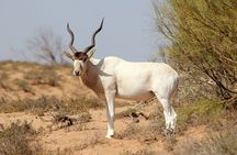 Wild National Park & Sahara Desert including Couscous & Tajine