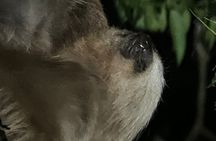 Night Walking Tour in Monteverde Wildlife Refuge