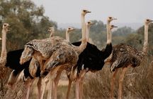 Wild National Park & Sahara Desert including Couscous & Tajine