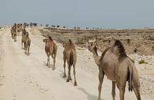  Salalah: Rub al Khali desert and the lost Bedouin city of Ubar