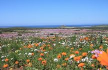 Cape West Coast Flower Tour
