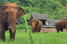 Full Day Experience at Ran-Tong Save & Rescue Elephant Centre