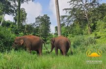 Full Day Experience at Ran-Tong Save & Rescue Elephant Centre