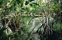 Private Morning in Kayak in Krabi with your Private Guide