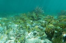 Snorkeling Adventure in Puerto Morelos