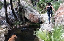 Hiking to Desert Palm Oases of San Carlos with a Biologist